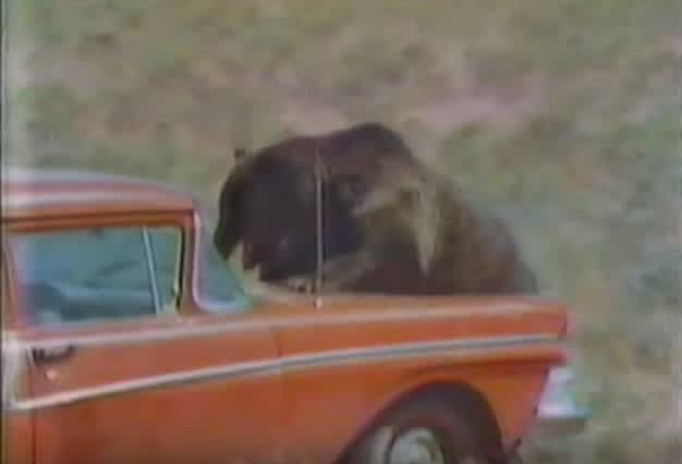 Vintage Video: Grizzly Attacks Bear Researchers