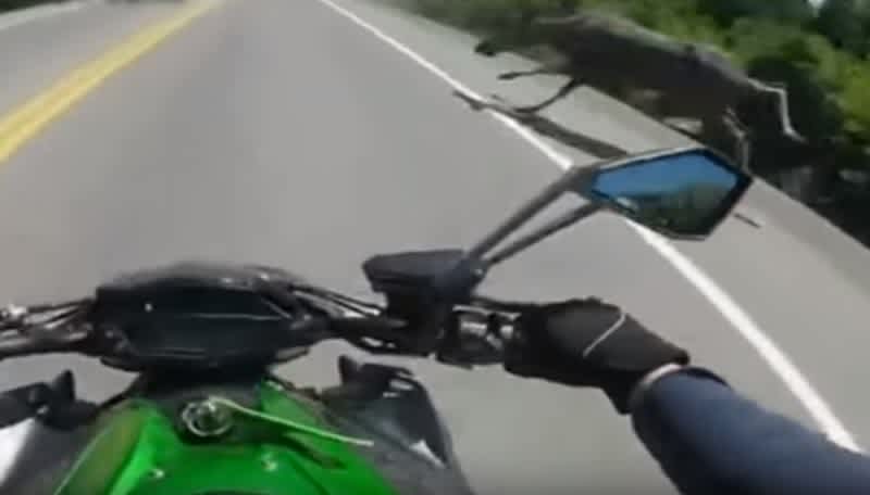 Video: Lucky Motorcyclist Barely Avoids Moose – Twice!