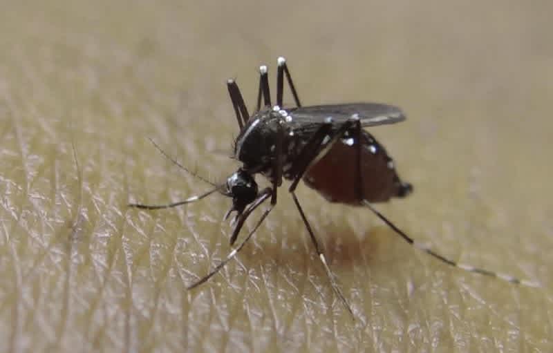 10 Things You Didn’t Know about Mosquitoes