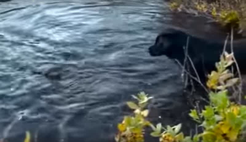 River Otter Shows Black Lab Who’s Boss