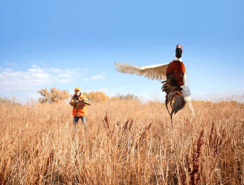 America’s Game Bird Industry Packs an Economic Punch