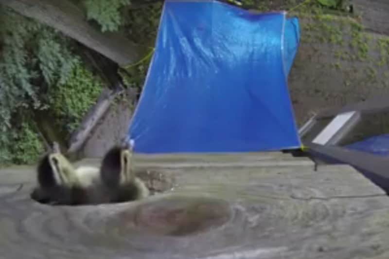 Video: Wood Ducks Jump to Sweet Freedom in Style