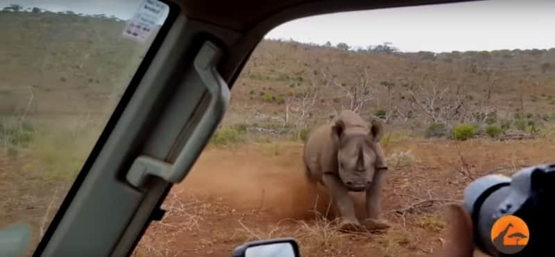 Video: Black Rhino Lose Its Cool and Charges Toward Photographer