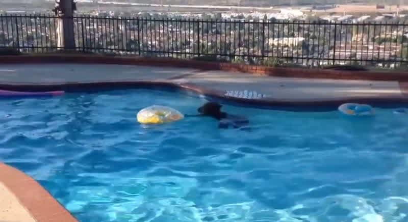 Tagged Bear takes Dip in California Pool