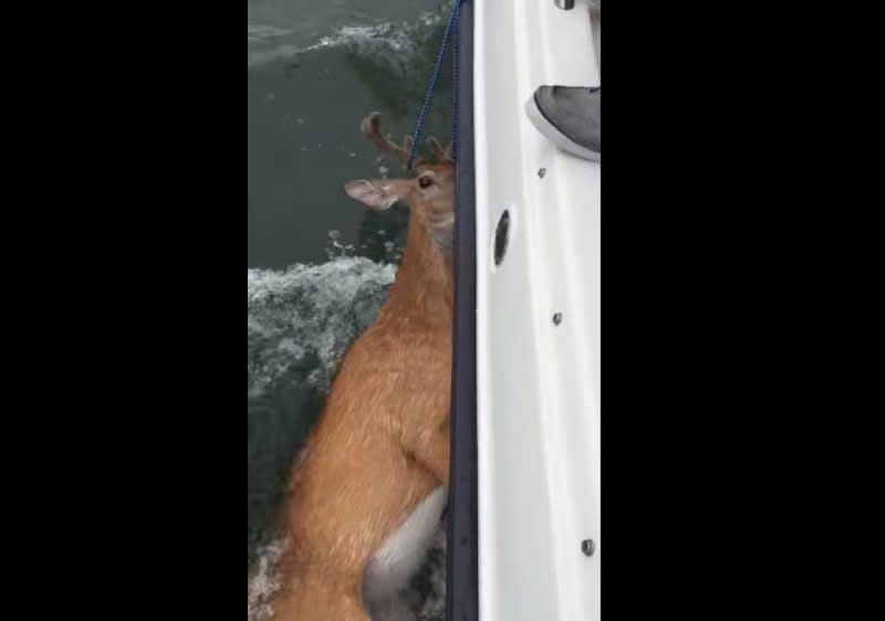 Video: Swimming Deer Rescued from Long Island Sound