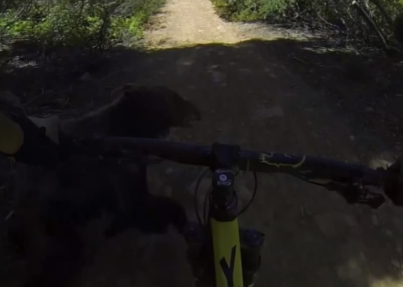 Video: Cyclist Wrecks After Crashing Into Black Bear