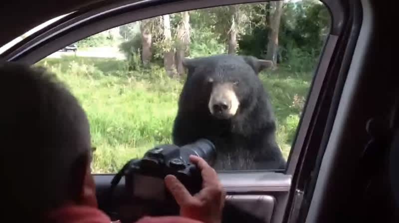 Video: Never Underestimate a Black Bear