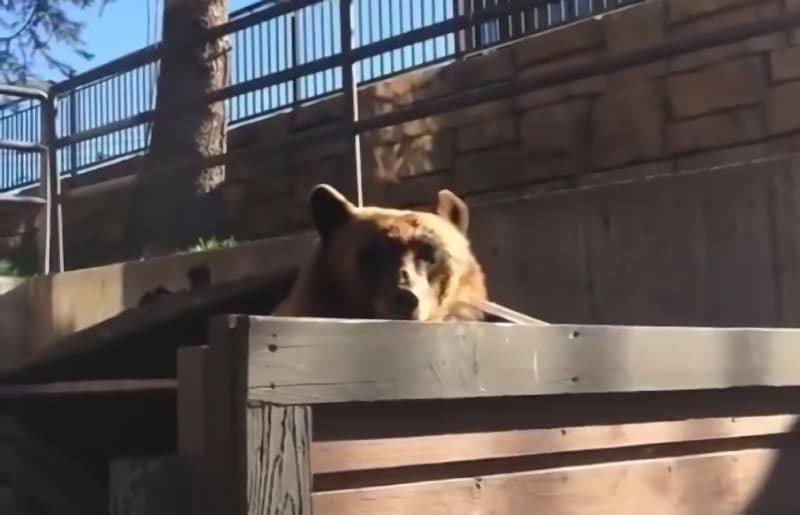 Video: When You Evict Your Dumpster Bear