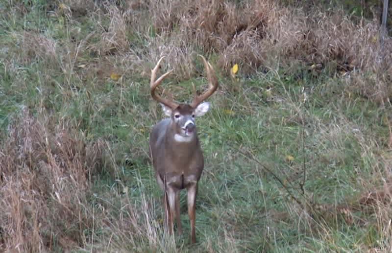 Video: Is This the Largest 6-point Buck You’ve Seen?