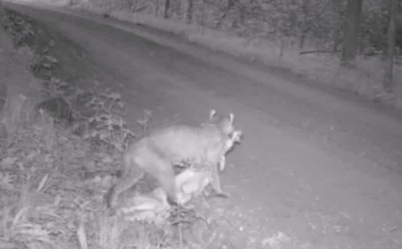 Video: Bobcat Ruthlessly Takes Down Deer Fawn