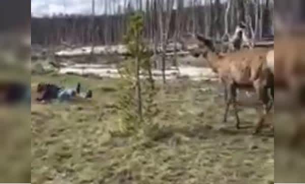 Video: Yellowstone Tourist Charged by Elk after Attempting Selfie