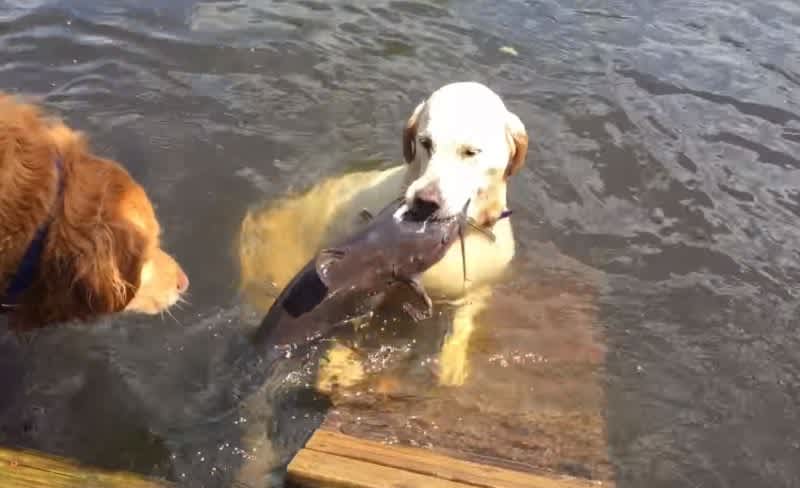 Video: They Call Her the Fish Retriever