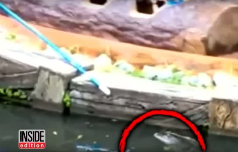 Video: Disney Employee Fights Off Alligator at Splash Mountain