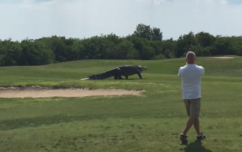 Video: Massive Alligator Crashes Golf Game in Florida