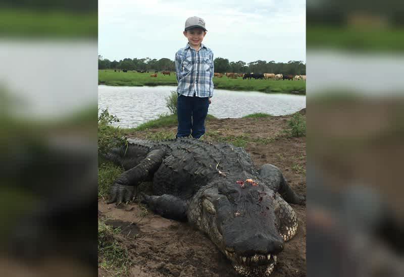 13-foot Alligator Taken at Florida Farm