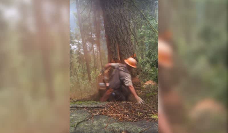 Must-See Video: Timber Cutter Narrowly Escapes Being Crushed by Tree