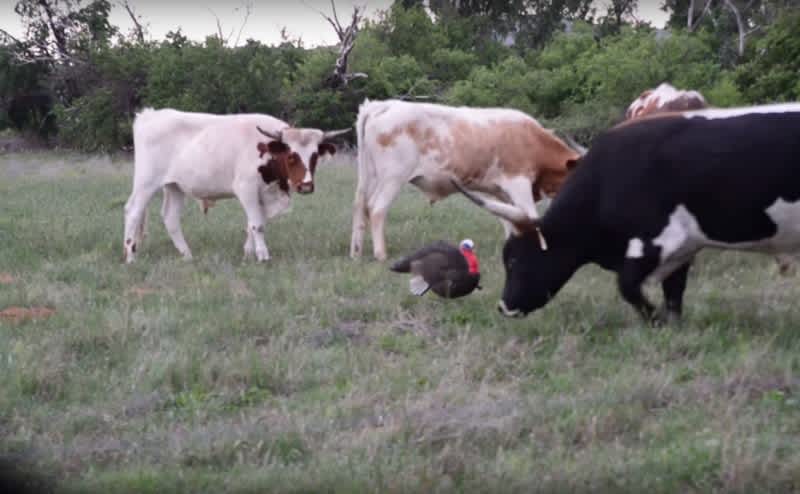 Video: Two Turkey Decoys vs. Herd of Longhorns