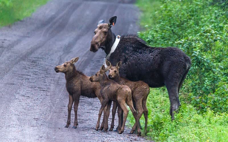 Wildlife Officials: Northwestern Subspecies of Moose might be Listed as Endangered