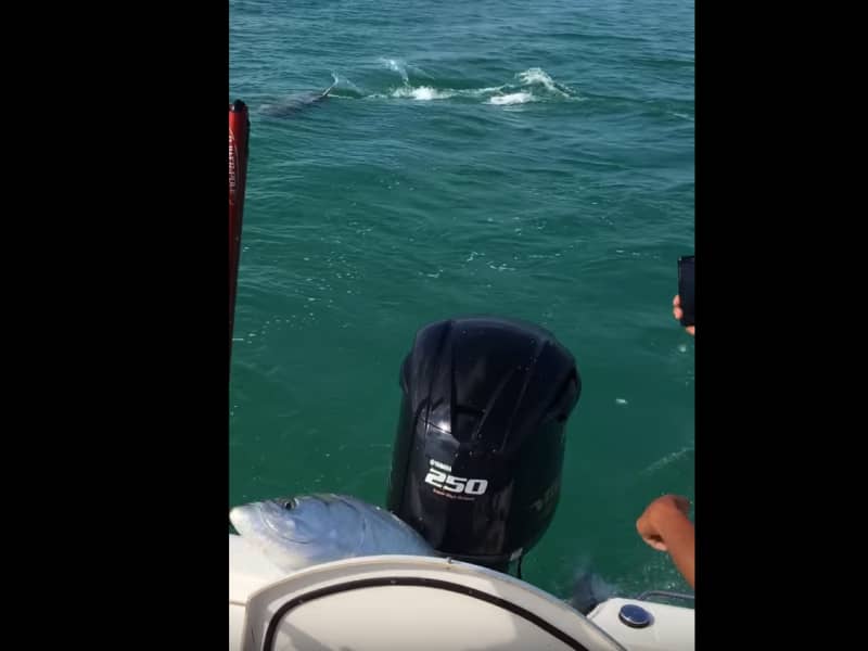 Video: Tarpon Jumps into Boat to Escape Hammerhead