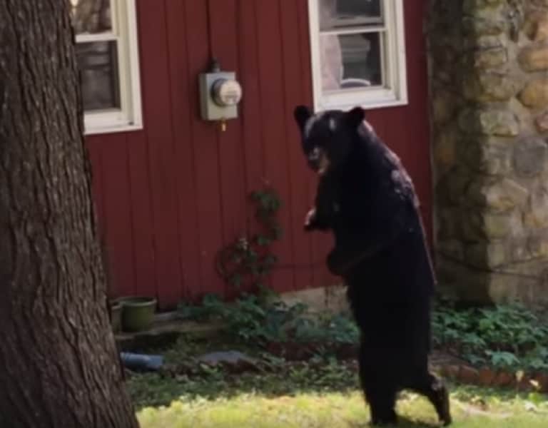 Video: The Famous Bipedal Black Bear is Alive and Well