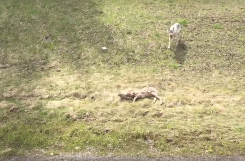 Wolf Takes Down Bighorn Sheep—On Camera