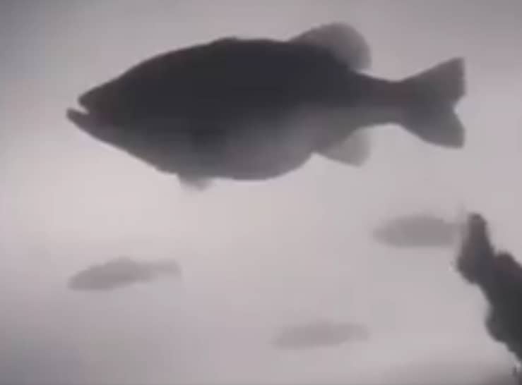 Underwater Video: Free-Swimming 20-Pound Largemouth