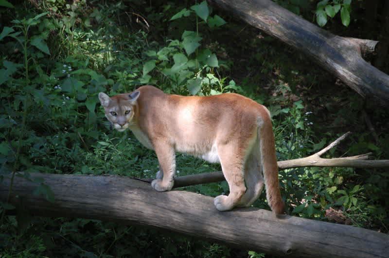 Colorado Mom Snatches Son from a Mountain Lion’s Jaws