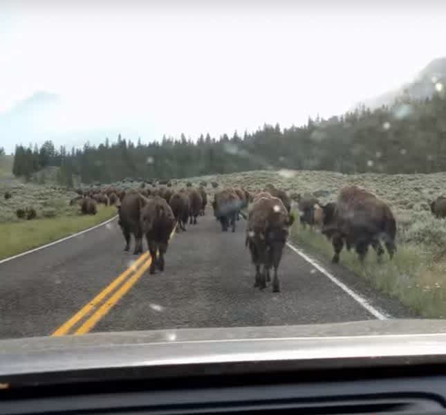 Video: Traffic Jam Due to . . . Bison Blockade?