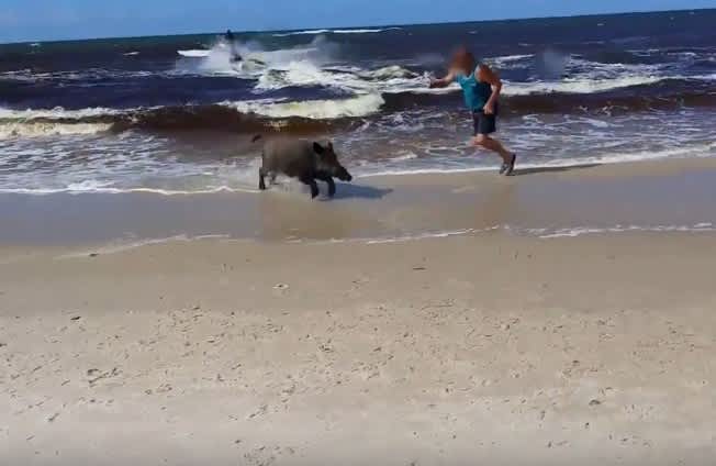 Video: Wild Boar Emerges from Sea then Chases Beachgoers