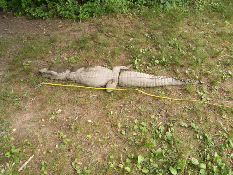 Connecticut Town Menaced by Fake Gator