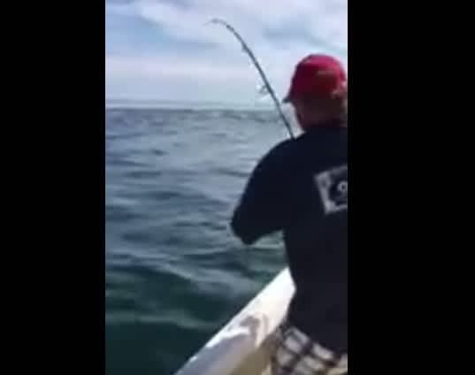 Video: Great White Shark Steals Angler’s Striped Bass