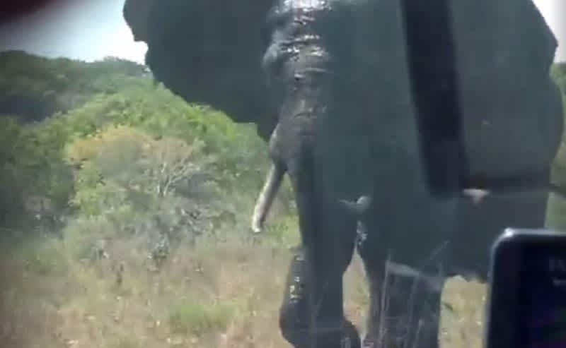 Elephant Flips Over Safari Jeep with Driver Inside