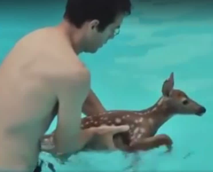 Multiple Fawn Water Rescues Caught on Video
