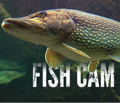 Streaming Video: Check Out the Live Fish Cam from Michigan