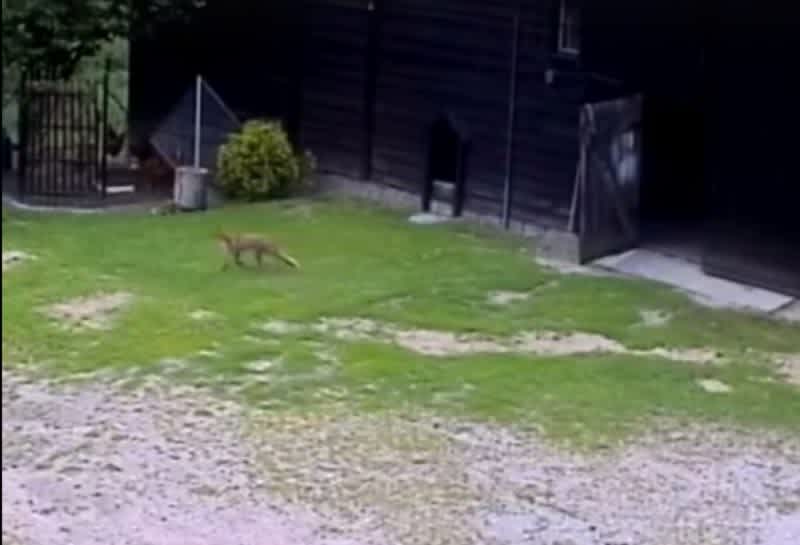 Fox Looking for a Chicken Dinner Gets Quite the Surprise