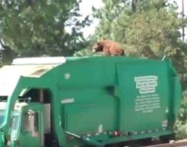 Video: Bear Mistakes Garbage Truck for Meals on Wheels