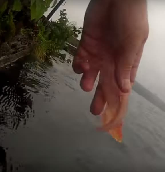 Video: Anglers Feed Walleyes by Hand