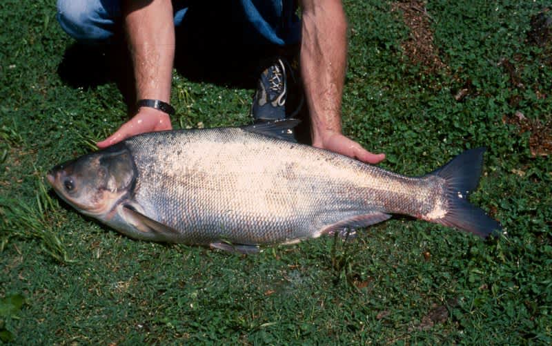 Study: Asian Carp Scared off by Water Treated with Carbon Dioxide