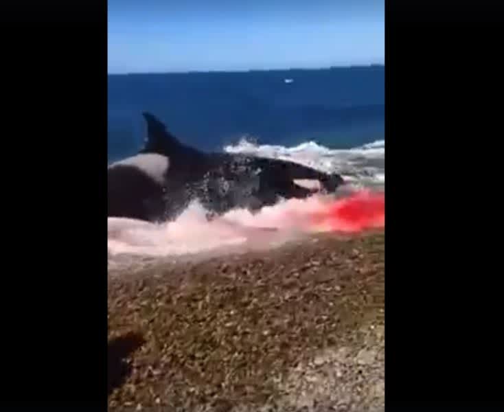 Video: Killer Whale Destroys Seal on Shore