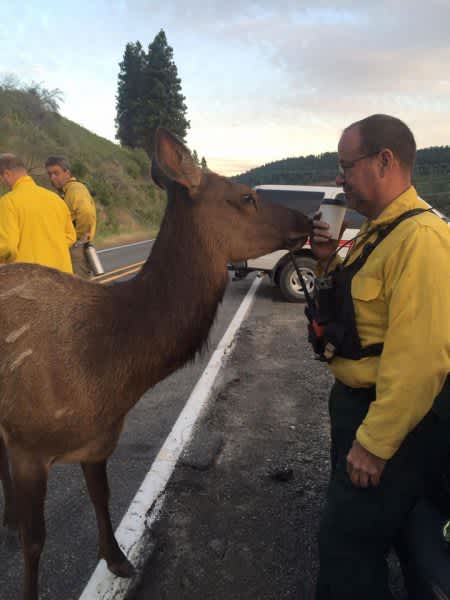 Friendly Elk Hangs with Firefighters in Washington State