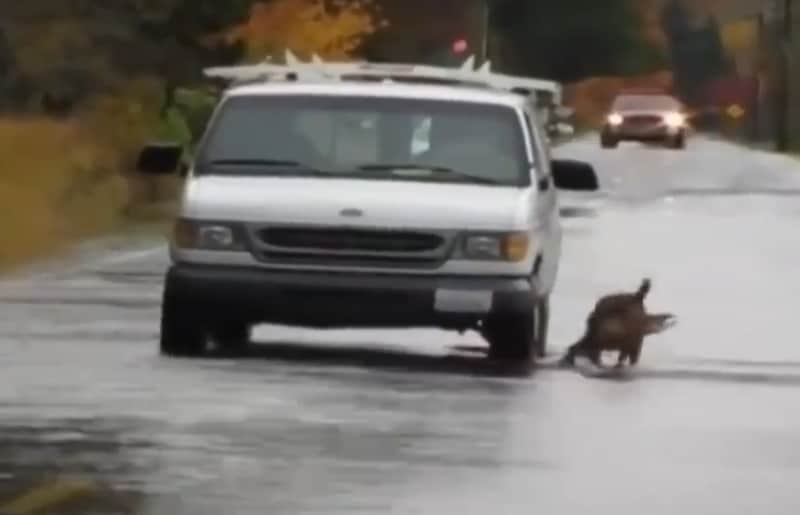 Video: Black Lab Fetches Misguided Salmon