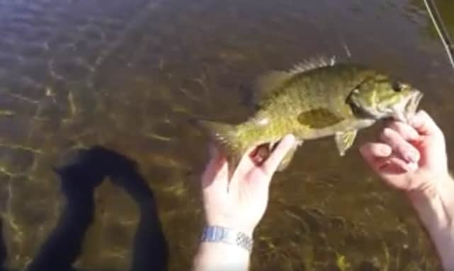 Video: Smallmouth Bass Blitz on the Fly