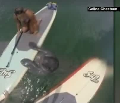 Video: Manatee Tries to Steal Stand Up Paddle Board
