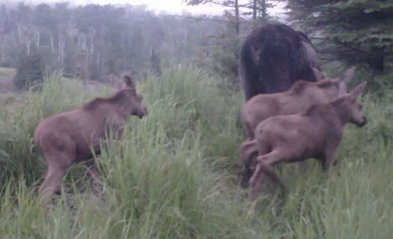 Rare Moose Triplets in Michigan
