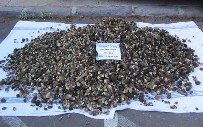 Morel Mushroom Poachers Busted with 243 Pounds at Crater Lake