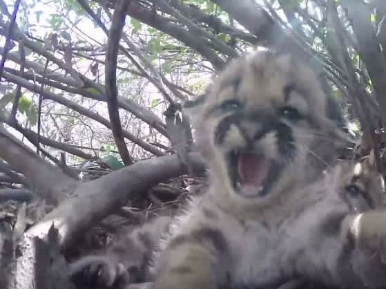 Litters of Mountain Lion Kittens Born near Los Angeles