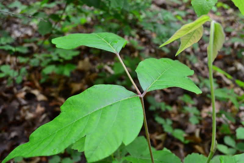 Take the Sting Out of Poison Ivy
