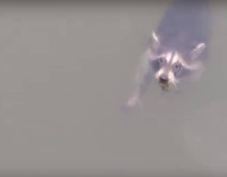Video: Rescuing a Water-Logged Raccoon