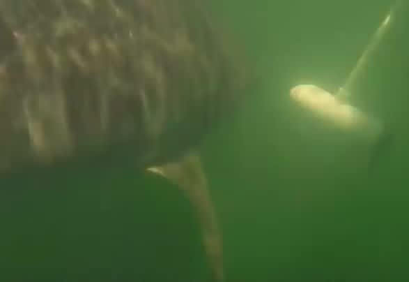 Video: Tiger Shark Chomps Moving Trolling Motor Prop