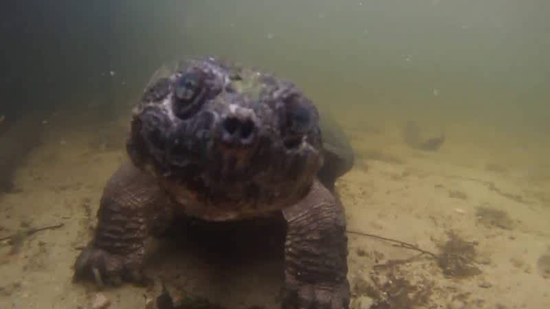 Video: Snapping Turtle vs. GoPro on a Stick